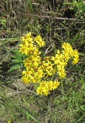 Senecio polyanthemoides