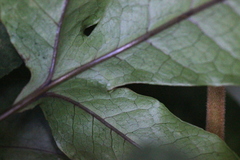 Tectaria harlandii