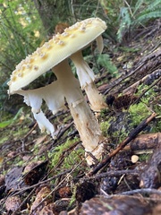Amanita muscaria formosa