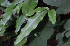 Tectaria harlandii