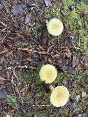 Amanita muscaria formosa