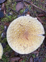 Amanita muscaria formosa