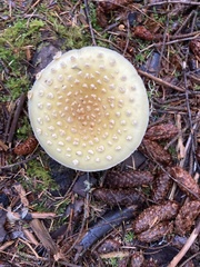 Amanita muscaria formosa