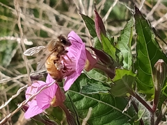 Apis mellifera