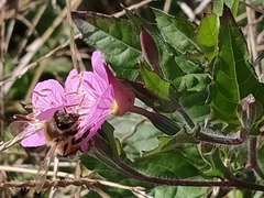 Apis mellifera