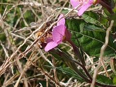 Apis mellifera