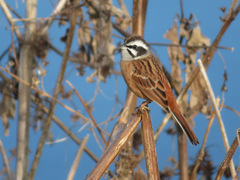 Emberiza cioides