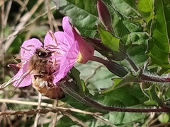 Apis mellifera