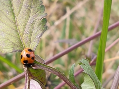 Coccinella septempunctata