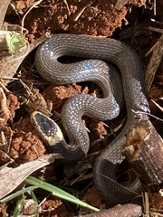 Cacophis harriettae