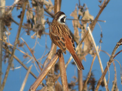 Emberiza cioides