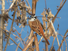 Emberiza cioides