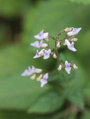 Isodon amethystoides