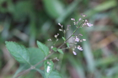Isodon amethystoides