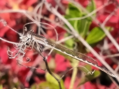 Sympecma paedisca