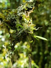 Mystacidium capense