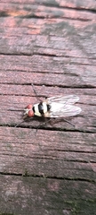 Anthomyia medialis