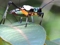 Pterophylla beltrani