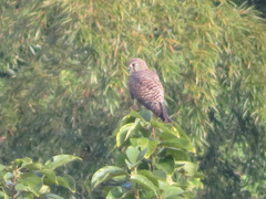 Falco tinnunculus