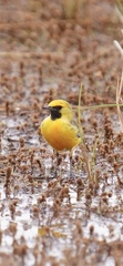 Epthianura aurifrons