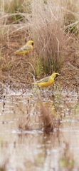 Epthianura aurifrons
