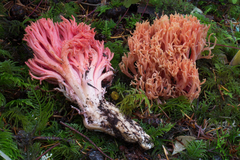 Ramaria cyaneigranosa