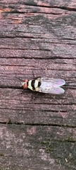 Anthomyia medialis