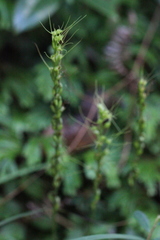 Peristylus tentaculatus