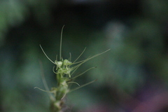 Peristylus tentaculatus