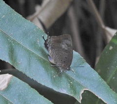 Arhopala madytus