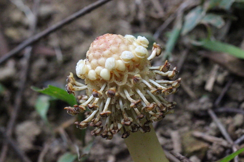 Image of Harland’s Balanophora (Balanophora harlandii) by no rights reserved