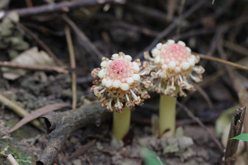 Image of Harland’s Balanophora (Balanophora harlandii) by no rights reserved
