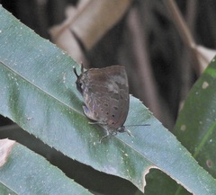 Arhopala madytus