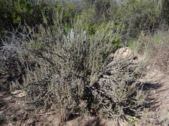 Junellia seriphioides