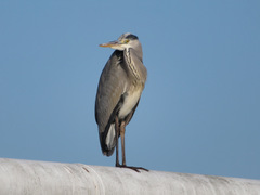 Ardea cinerea