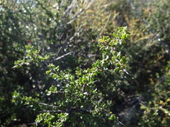 Condalia microphylla