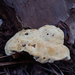 Bondarzewiaceae