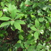 Litsea rotundifolia oblongifolia - Photo (c) Xoni,  זכויות יוצרים חלקיות (CC BY-NC), הועלה על ידי Xoni