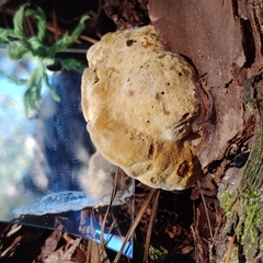 Bondarzewiaceae