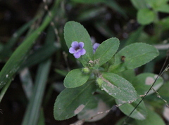 Limnophila chinensis