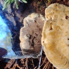 Bondarzewiaceae