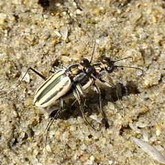Hypaetha quadrilineata