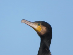Phalacrocorax carbo hanedae