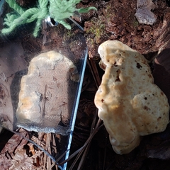 Bondarzewiaceae