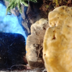 Bondarzewiaceae