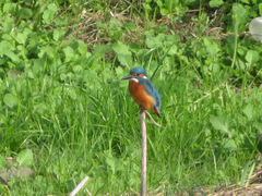 Alcedo atthis bengalensis