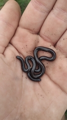 Leptotyphlops sylvicolus