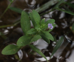 Limnophila chinensis