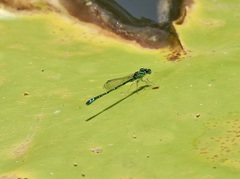 Austroagrion exclamationis