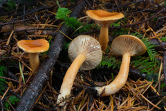 Lactarius luculentus
